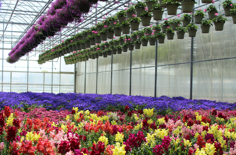 Floriculture Greenhouse