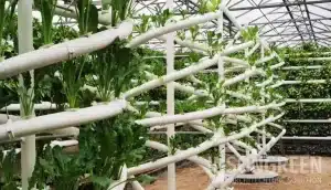 Hydroponic Suppliers
