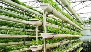 INSONGREEN Hydroponic Solution