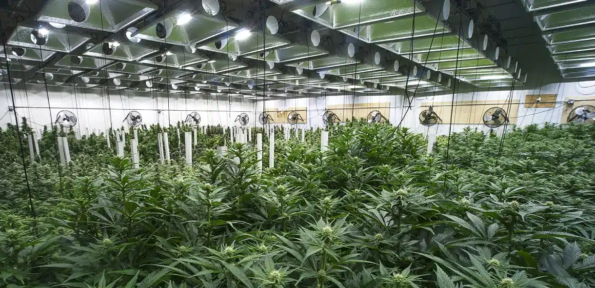 Marijuana Greenhouse