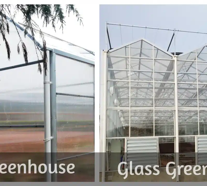 Polycarbonate Greenhouse vs Glass Greenhouse