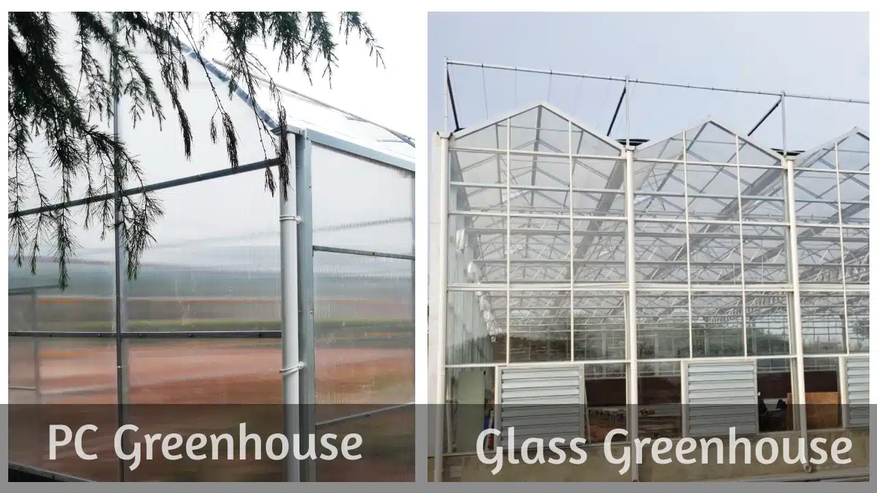 Polycarbonate vs Glass for Commercial Greenhouses? INSONGREEN