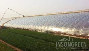 Cold Frame Greenhouse