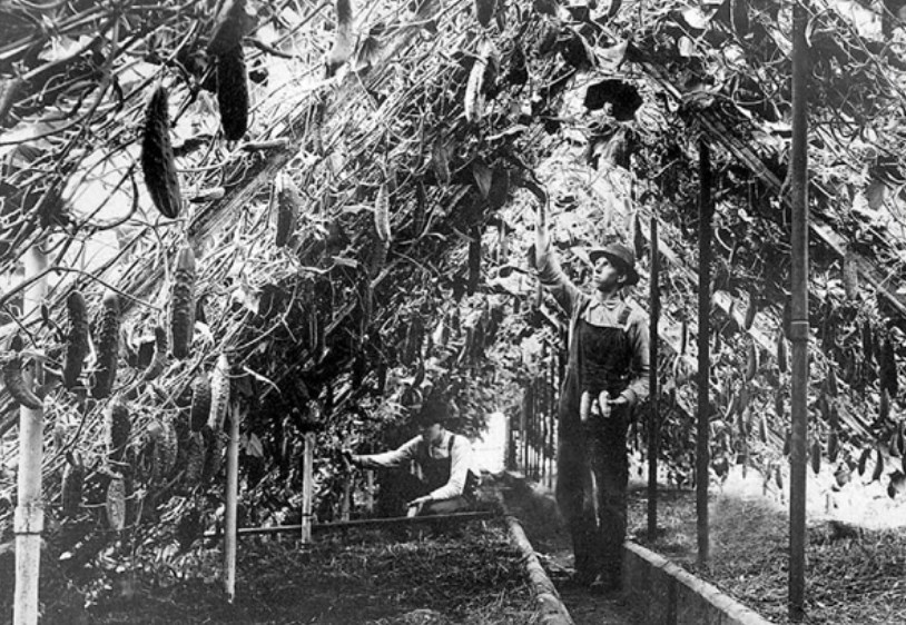 Greenhouse farming - 1910