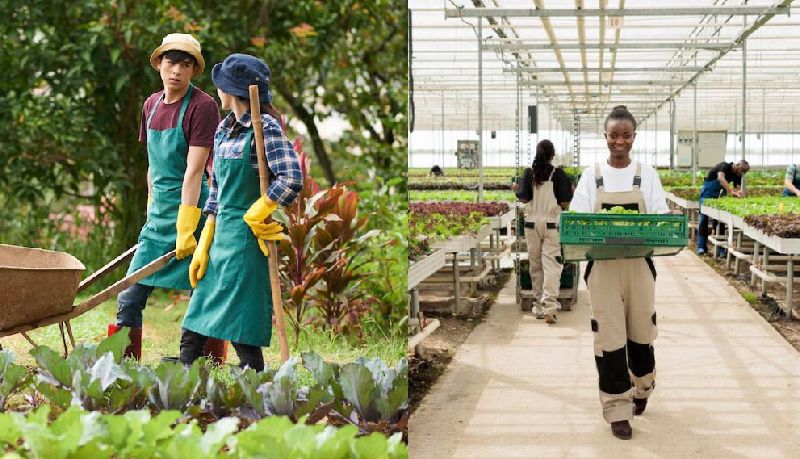 Greenhouse Farming Vs Traditional Farming Quick Comparison INSONGREEN greenhouse-farming-vs-traditional-farming-quick-comparison-insongreen