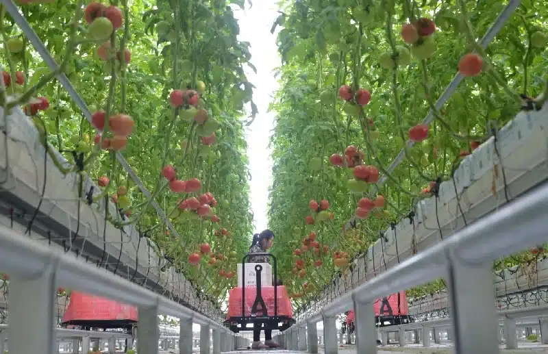 Benefits of Smart Greenhouses