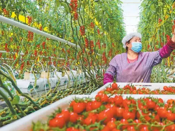 Scenes of Productive Modern Greenhouse Farming