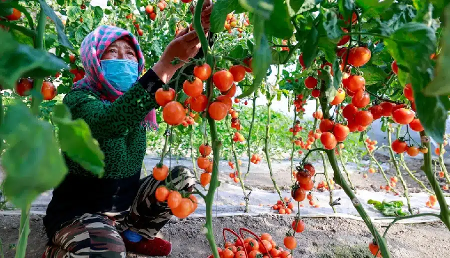 Bountiful Tomato Harvest in Polyhouses