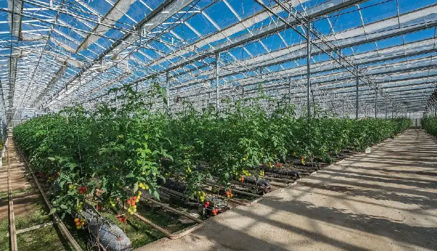Tomato farming in high-tech greenhouse