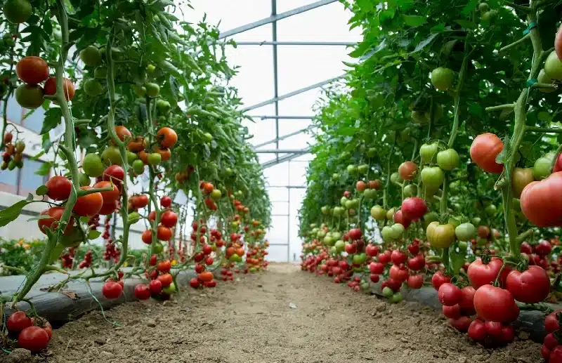 Tomato farming in polyhouse