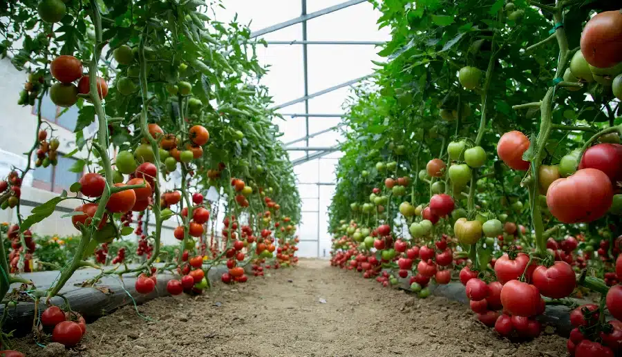 Tomato farming in polyhouse