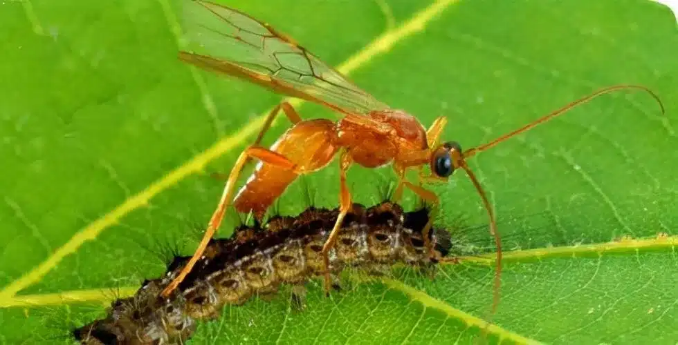 Beneficial Insects