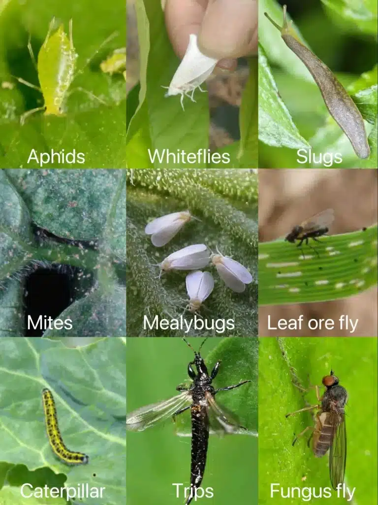 Common Greenhouse Pests