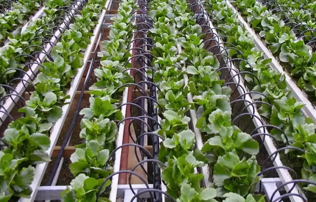 Greenhouses in Israel use drip irrigation for crops.