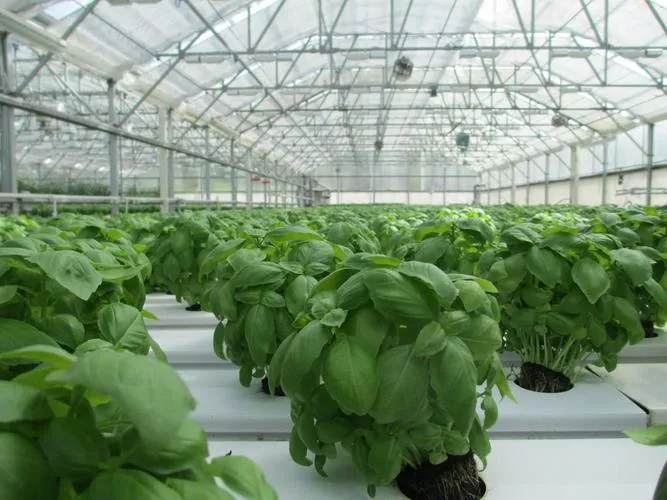 Grow basil in greenhouse