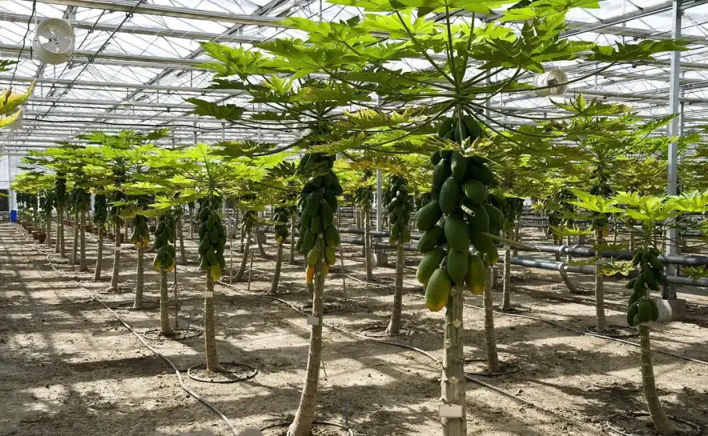 Grow papaya in greenhouse