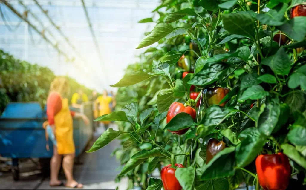 Grow peppers in greenhouse