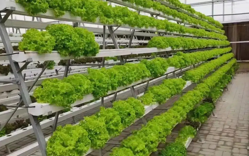 Growing lettuce in a hydroponics greenhouse