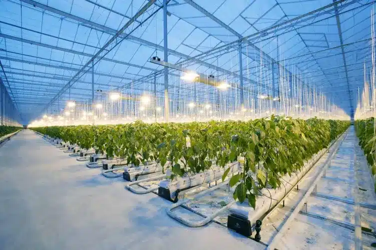 High-Tech Greenhouses