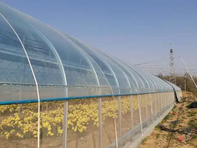 Insect mesh on greenhouse side