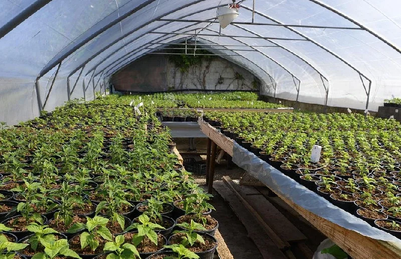 What Can You Grow in a Greenhouse All Year Round