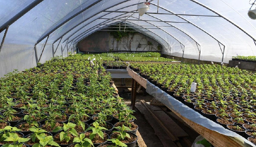 What Can You Grow in a Greenhouse All Year Round in 2024 - INSONGREEN