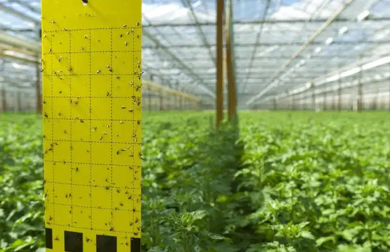 how to get rid of bugs out of greenhouse