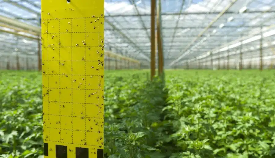 How to Keep Bugs Out of Greenhouse? Get 20 Methods INSONGREEN