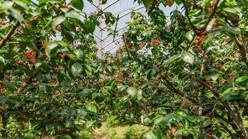 Cherry Tree Greenhouse