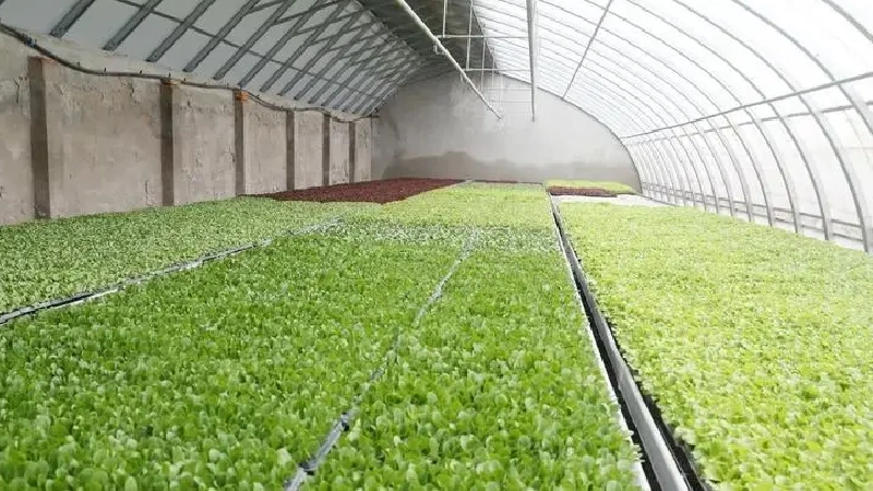 Chinese Passive Solar Greenhouse