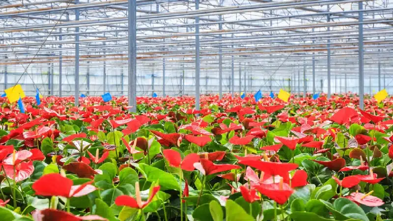 Floriculture Greenhouse