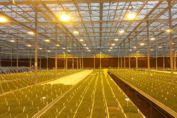 Grow Lights Used In Glass Greenhouse