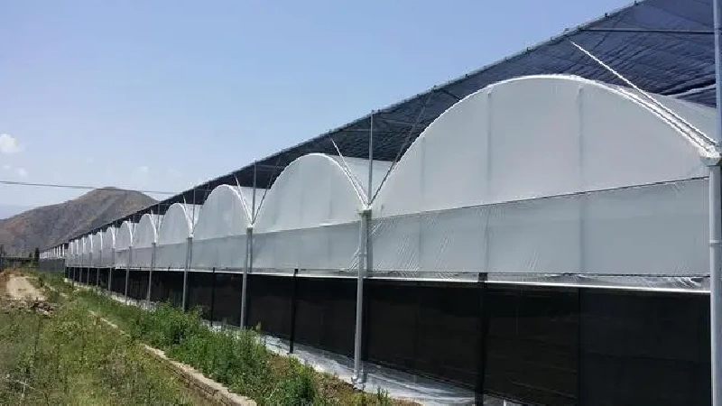 Multi-Span Greenhouse