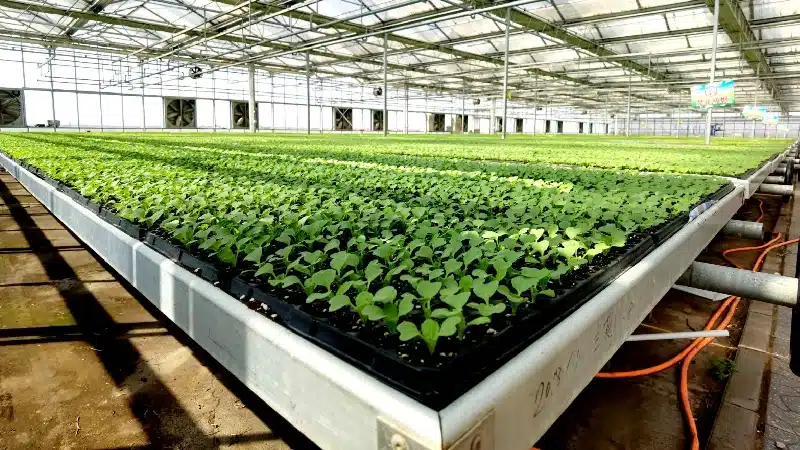 Nursery Greenhouse