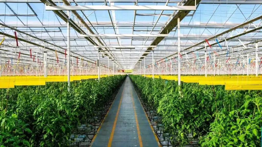 Planting Tomatoes in Glass Greenhouse