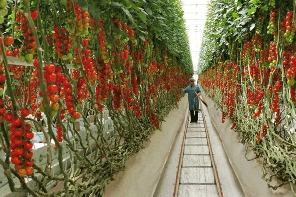 Tomatoes are flourishing in the glass greenhouse