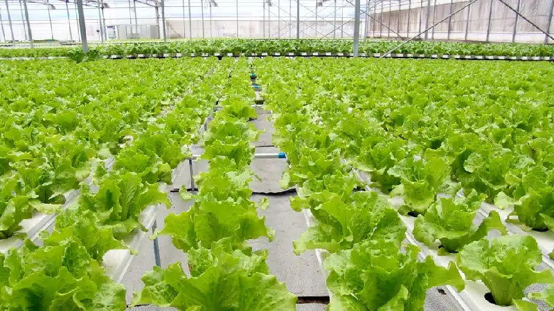 Vegetable Greenhouse