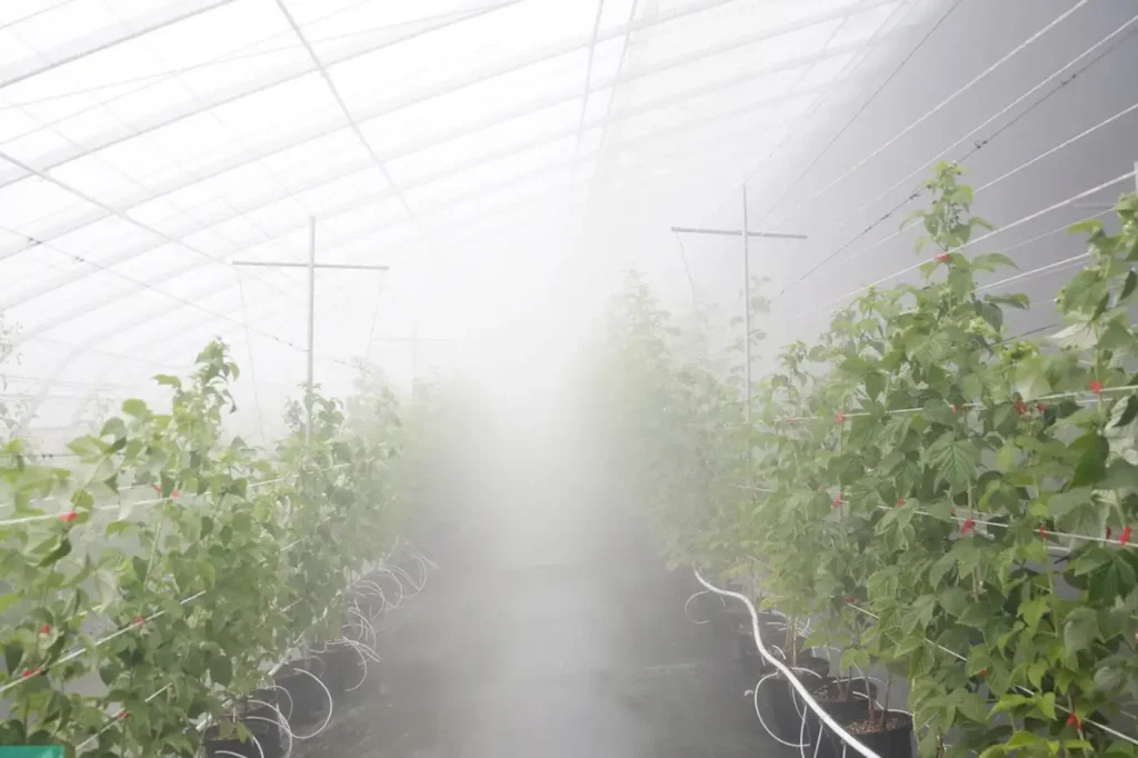 High-pressure spraying in raspberry greenhouse