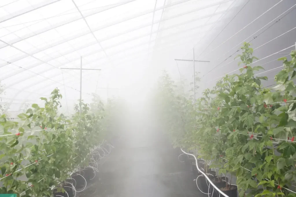 ​​The high-pressure spraying in raspberry greenhouse