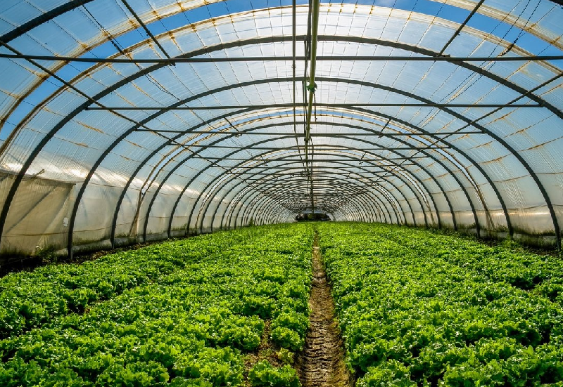 Greenhouse for lettuce farming