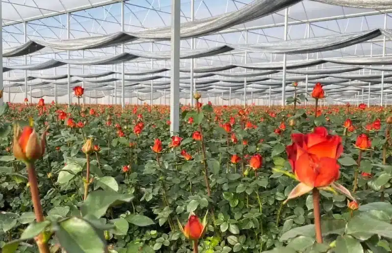 Rose Farming in Greenhouse