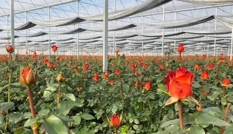 Rose Farming in Greenhouse