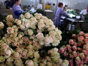 Work Sorting Roses Rose Farming in Greenhouse: Cost, Yield, and Handbook - INSONGREEN