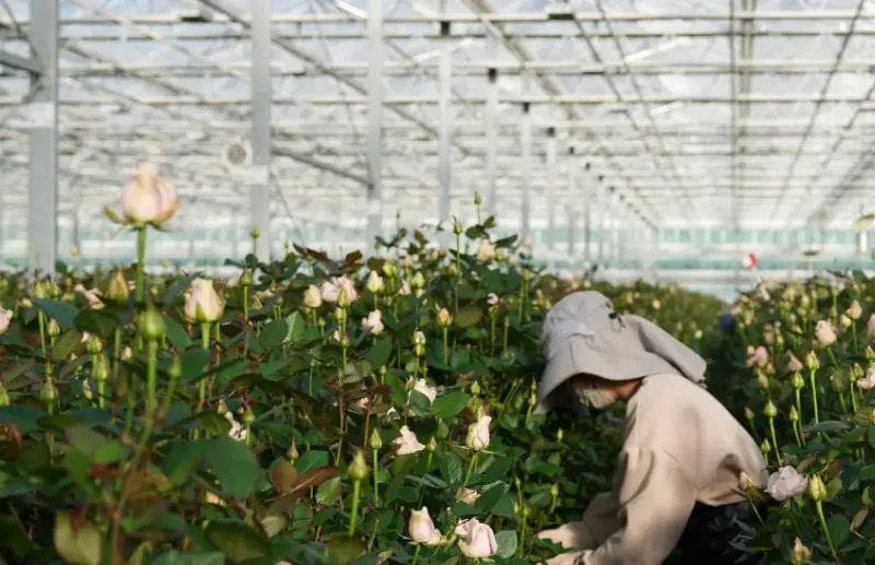 How to grow rose in commercial greenhouses