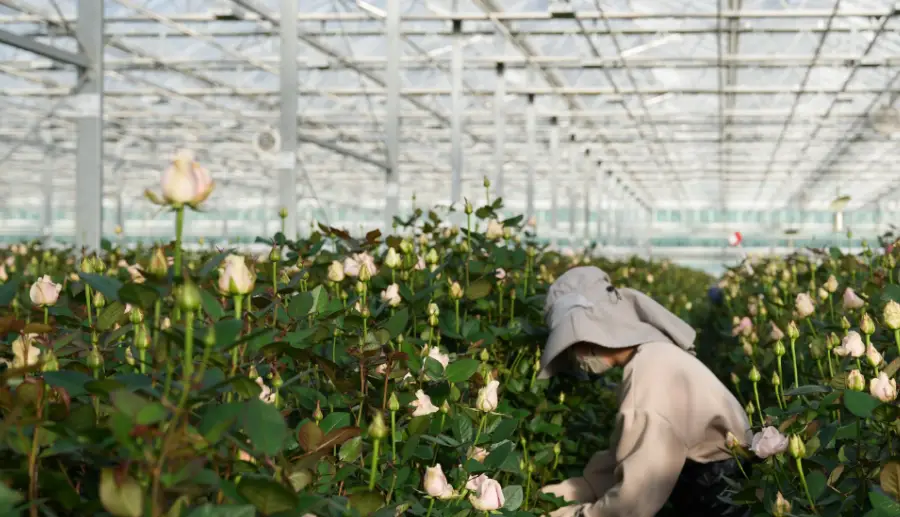 How to grow rose in commercial greenhouses