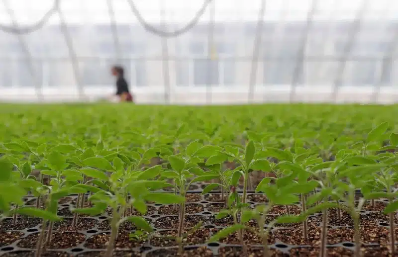 Nursery Greenhouse for Seedling
