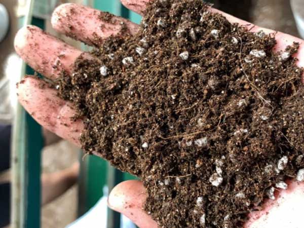 Professional Seedling Substrate