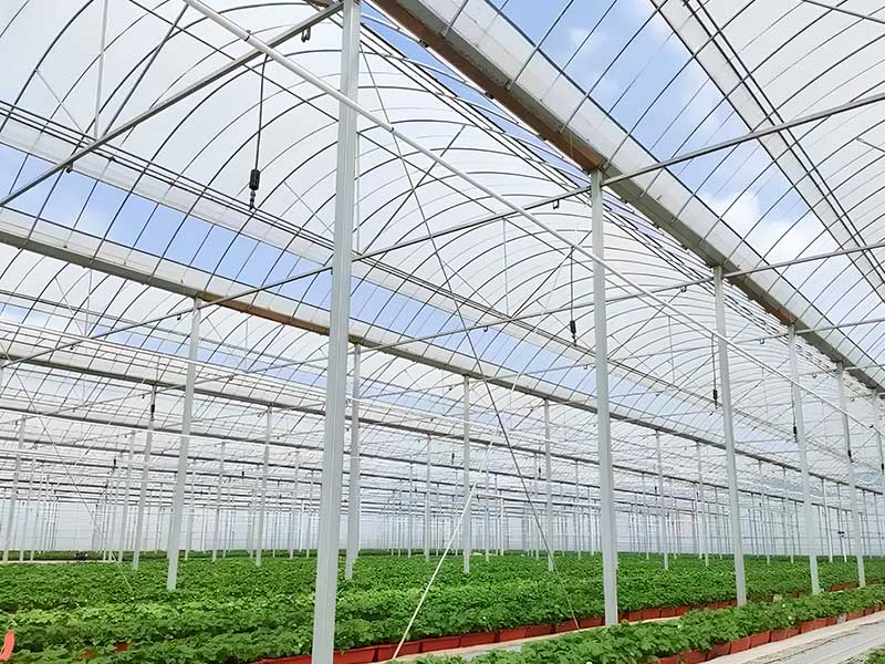 Multi-Span Greenhouse