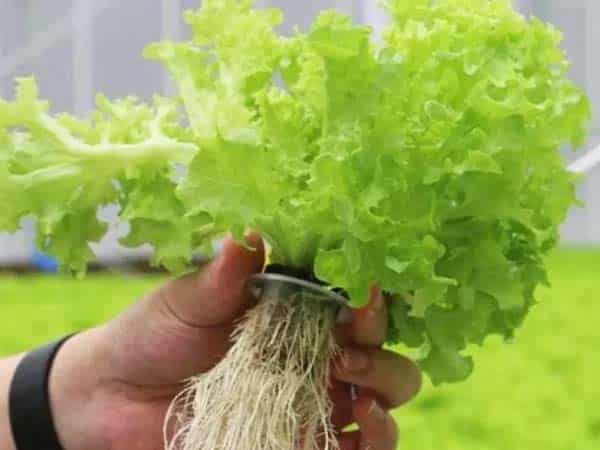 Hydroponic Lettuce