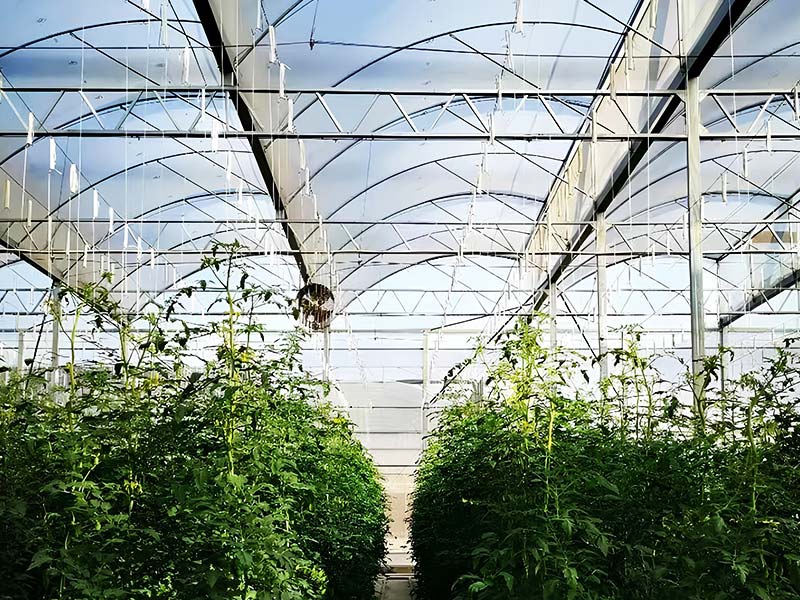 Multi-span design for large growing space - sawtooth greenhouse